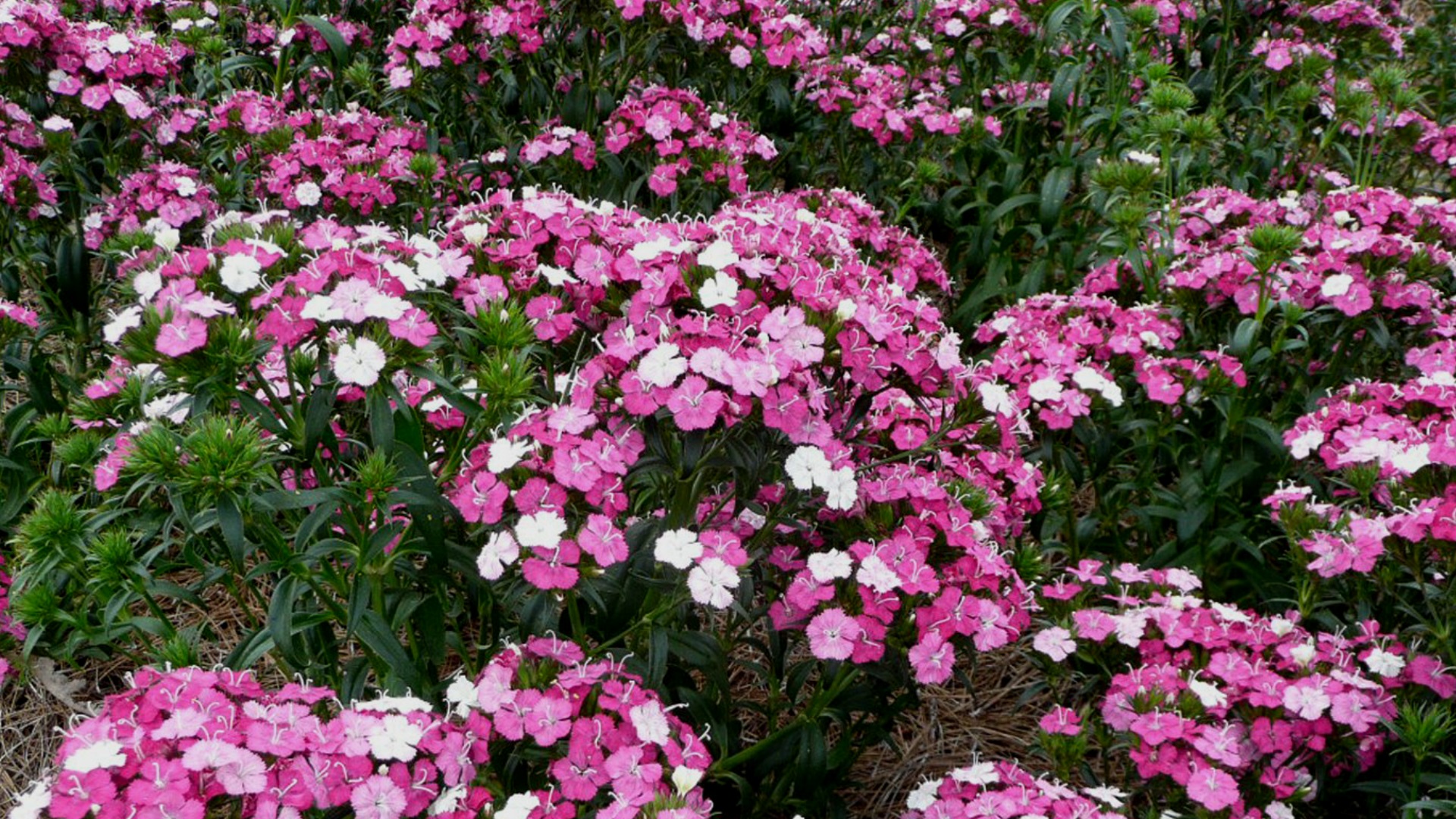Get It Growing: Use pink flowers for breast cancer awareness 